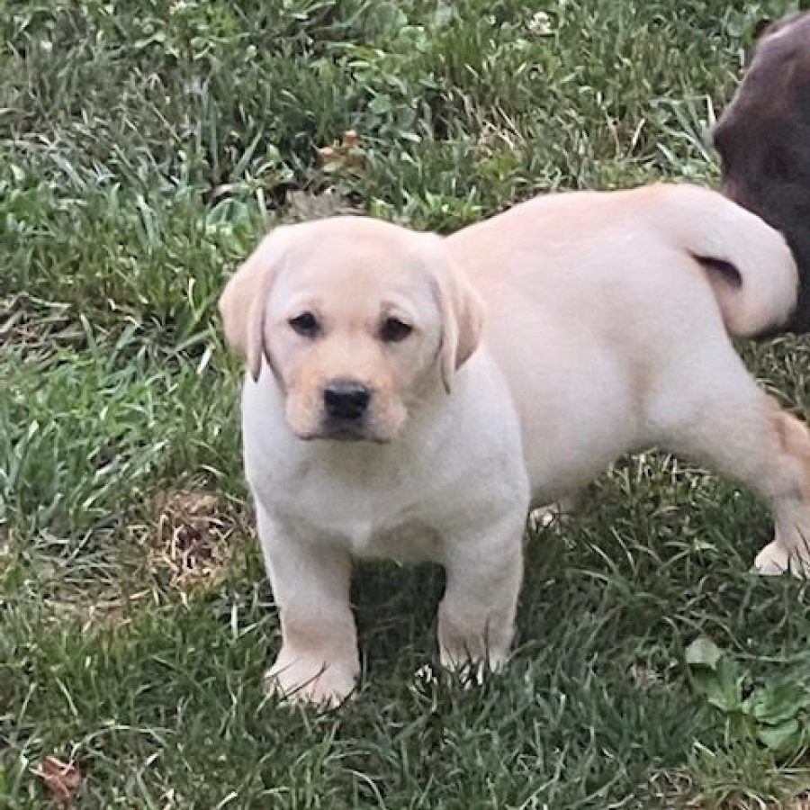 Golden Labrador puppy standing on grass